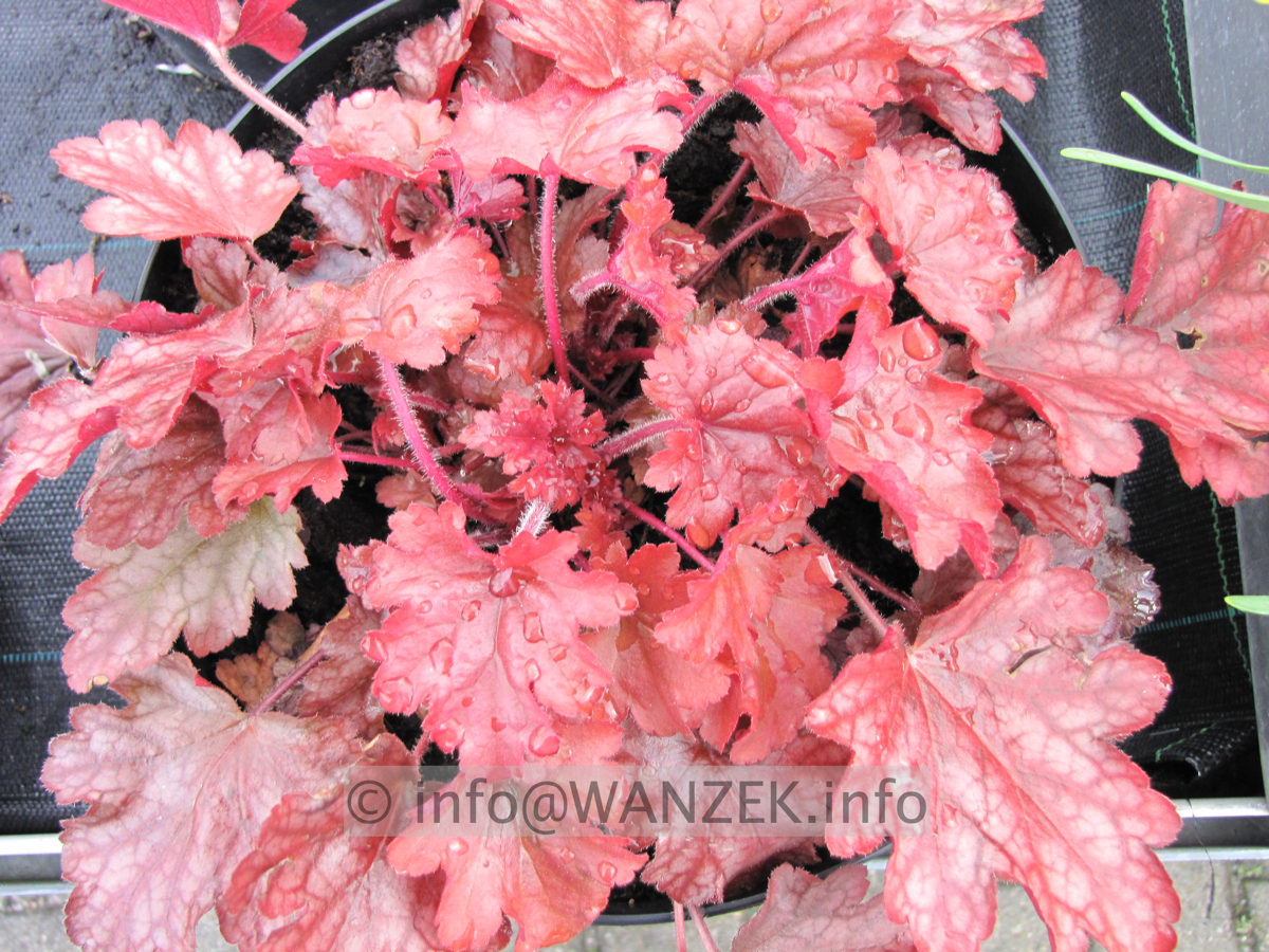 Heuchera Hybride Cherry Cola 04.JPG